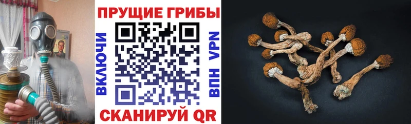 Галлюциногенные грибы Psilocybine cubensis  hydra ссылка  это официальный сайт  Чудово 